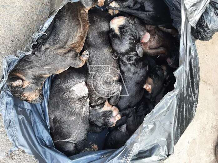 Los perros muertos en el interior de una bolsa de plástico de color negro/TA.